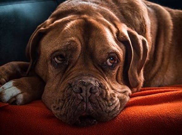 assurance chien chat âgés